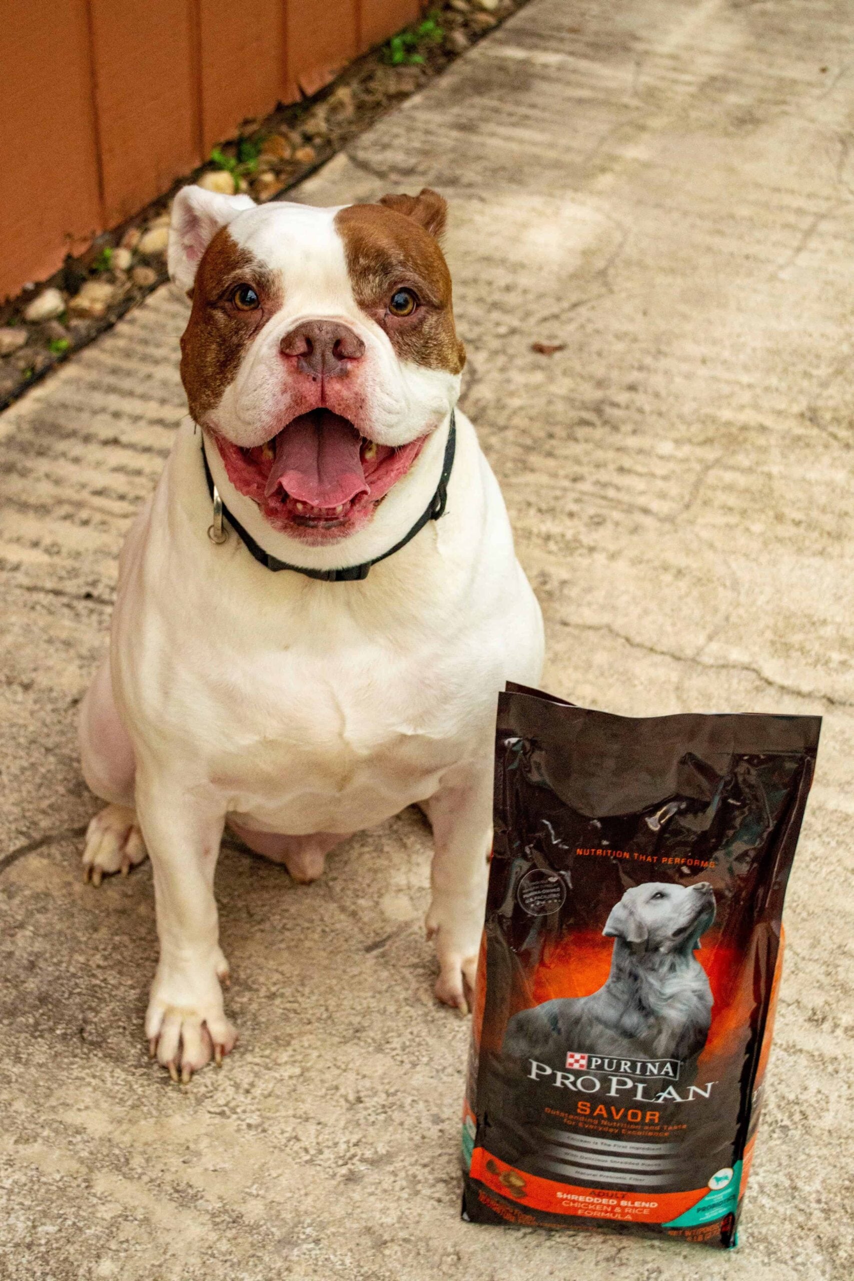 Happy and Healthier with Purina Probiotics at Petsmart